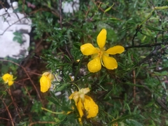 Chamaecrista greggii