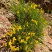 Genista desoleana - Photo (c) Jakob Fahr, some rights reserved (CC BY-NC), uploaded by Jakob Fahr