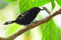 Dot-Winged Antwren photo 2