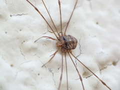Dicranopalpus ramosus