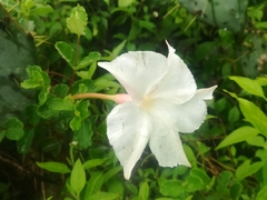 Mandevilla lanuginosa