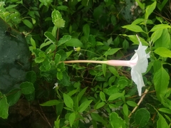 Mandevilla lanuginosa