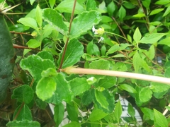 Mandevilla lanuginosa