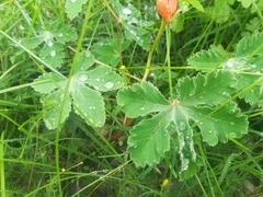 Cochlospermum wrightii