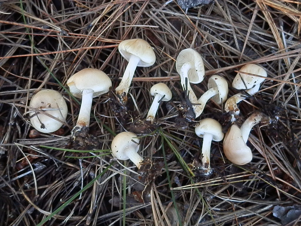 Pholiota lenta
