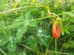 Cochlospermum wrightii