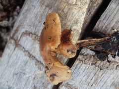 Pholiota brunnescens image