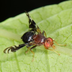 Parastenopa limata