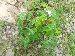 Cochlospermum wrightii