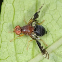 Parastenopa limata