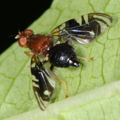 Parastenopa limata