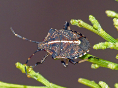 Oncocoris geniculatus