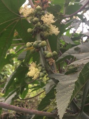 Ricinus