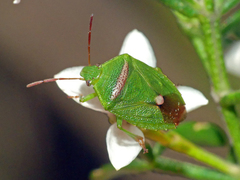 Ocirrhoe unimaculata