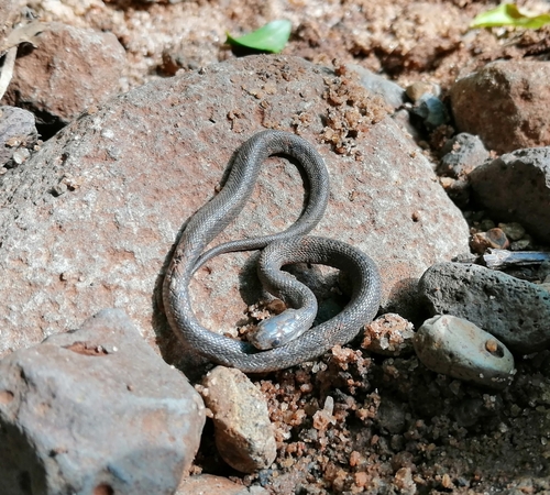 Photo of a Montane Egg-eater (Dasypeltis atra)