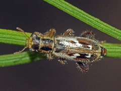 Lemidia cicatricosa