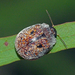 Trachymela rugosa - Photo (c) Simon Grove,  זכויות יוצרים חלקיות (CC BY-NC), הועלה על ידי Simon Grove