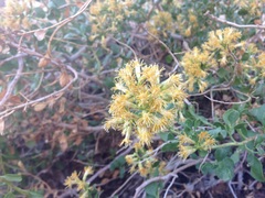 Ericameria cuneata spathulata
