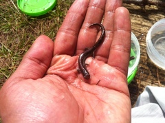 Pseudoeurycea leprosa