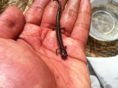 Pseudoeurycea leprosa