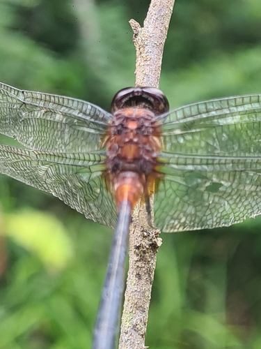 Orthemis attenuata