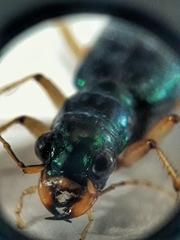 Tetracha