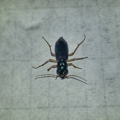 Tetracha