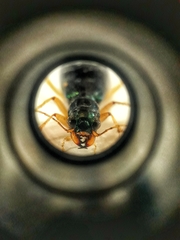 Tetracha