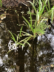 Crinum americanum