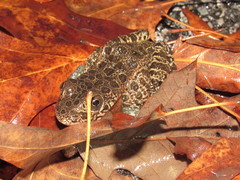 Lithobates areolatus