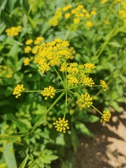 Golden Alexanders (Zizia aurea)