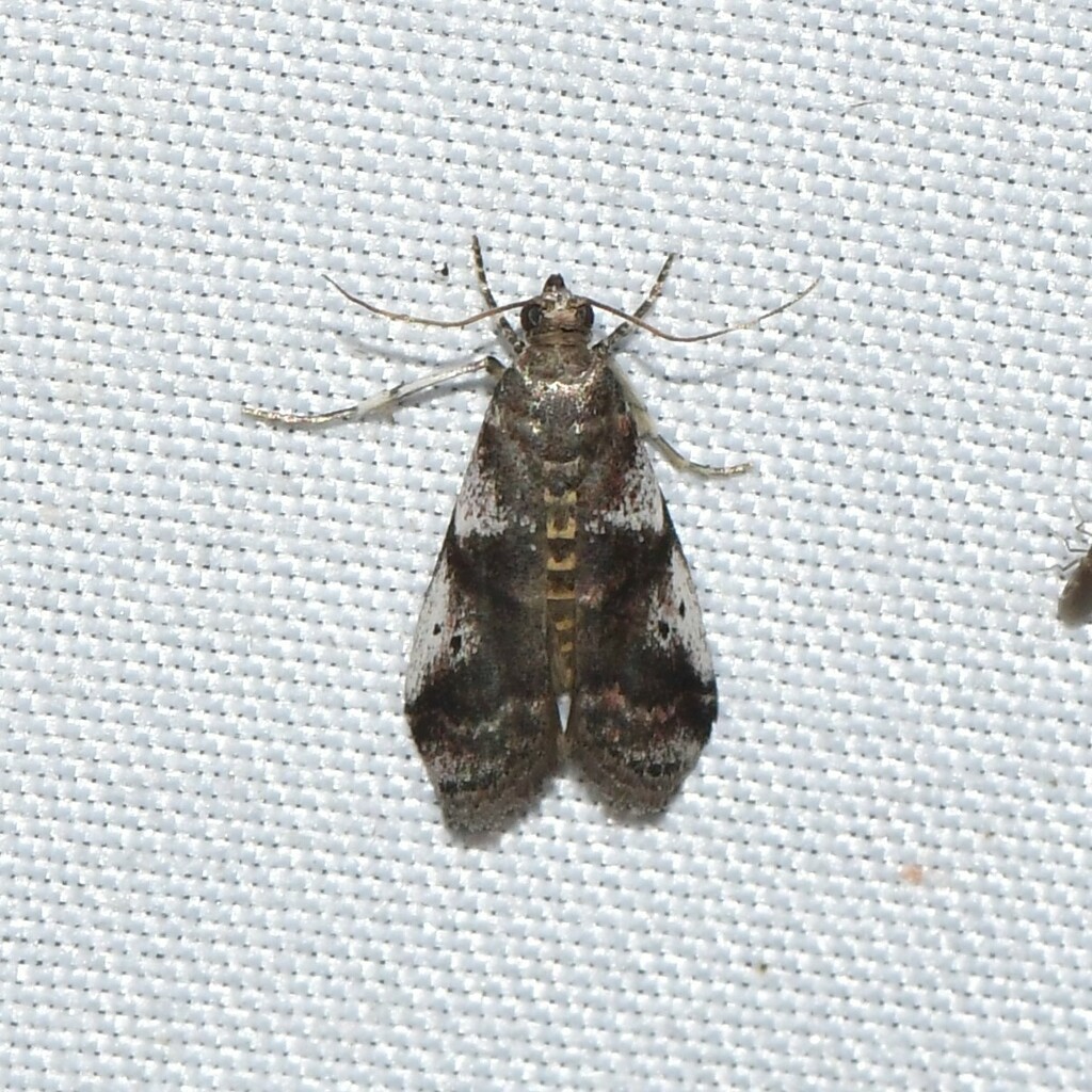 Cranberry Fruitworm Moth and Allies