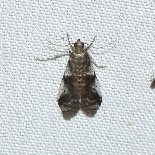 Cranberry Fruitworm Moth and Allies