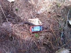 Crotalus triseriatus