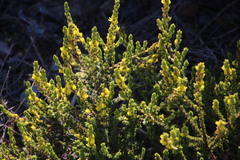 Aspalathus ericifolia ericifolia