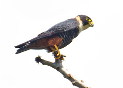 Falco rufigularis image