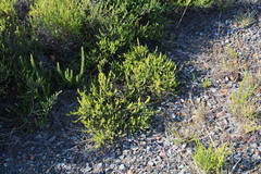 Aspalathus ericifolia ericifolia
