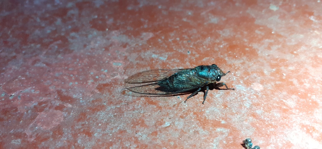 Trismarcha ferruginosa
