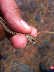 Thamnophis scalaris