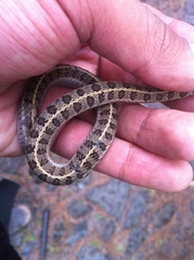 Thamnophis scalaris