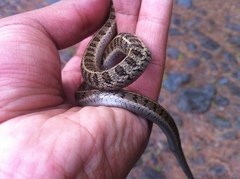 Thamnophis scalaris