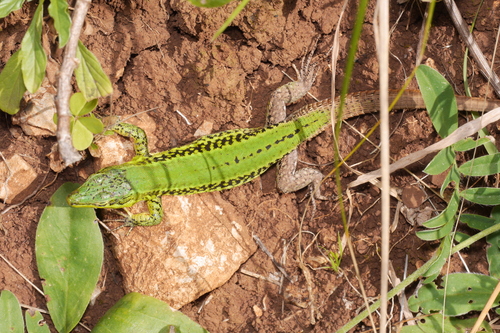 Sicilian Wall Lizard, Podarcis waglerianus