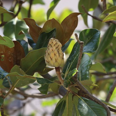 Magnolia grandiflora