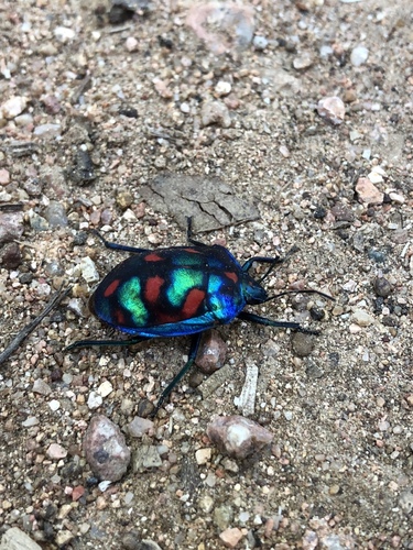Photo of Hibiscus Harlequin Bug (Tectocoris diophthalmus)