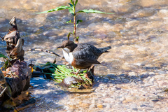 Cinclus cinclus aquaticus