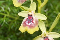 Oxyrrhynchos Spider Orchid (Ophrys oxyrrhynchos)
