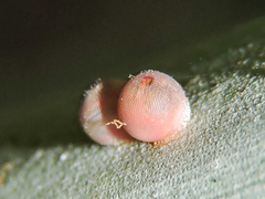 Dynastor darius stygianus