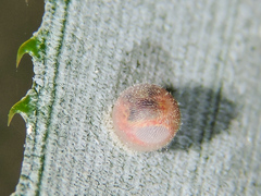 Dynastor darius stygianus