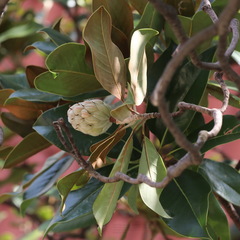 Magnolia grandiflora