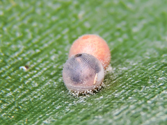 Dynastor darius stygianus